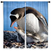 Penguins Nest Window Curtains 36506934