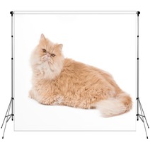 Persian Cat Sitting On The White Background. Backdrops 65729484