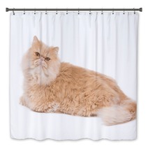 Persian Cat Sitting On The White Background. Bath Decor 65729484