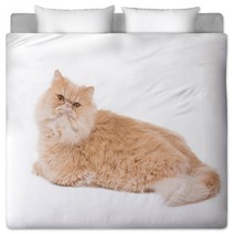 Persian Cat Sitting On The White Background. Bedding 65729484
