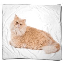 Persian Cat Sitting On The White Background. Blankets 65729484