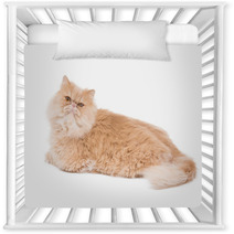 Persian Cat Sitting On The White Background. Nursery Decor 65729484