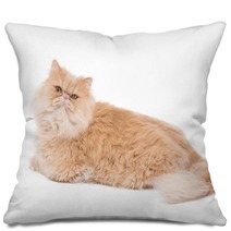 Persian Cat Sitting On The White Background. Pillows 65729484