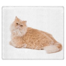 Persian Cat Sitting On The White Background. Rugs 65729484