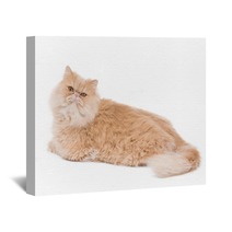 Persian Cat Sitting On The White Background. Wall Art 65729484