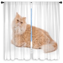 Persian Cat Sitting On The White Background. Window Curtains 65729484
