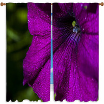 Petunia Flower Window Curtains 66012531