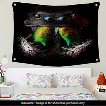 Phidippus Audax Jumping Spider Head Closeup Wall Art 62909413