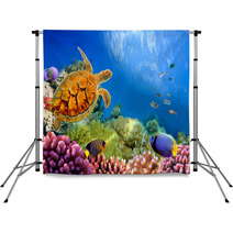 Photo Of A Coral Colony And Turtle Backdrops 31551598