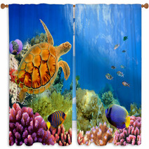 Photo Of A Coral Colony And Turtle Window Curtains 31551598