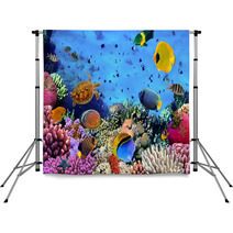 Photo Of A Coral Colony Backdrops 43819818