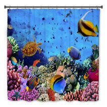 Photo Of A Coral Colony On A Reef, Egypt Bath Decor 35544351