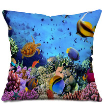 Photo Of A Coral Colony On A Reef, Egypt Pillows 35544351