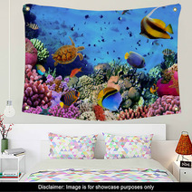 Photo Of A Coral Colony On A Reef, Egypt Wall Art 35544351