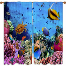Photo Of A Coral Colony On A Reef, Egypt Window Curtains 35544351