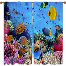 Photo Of A Coral Colony Window Curtains 43819818