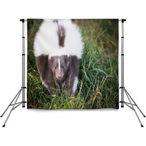 Picture Of A Skunk In The Grass Backdrops 71839733