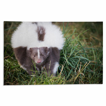 Picture Of A Skunk In The Grass Rugs 71839733