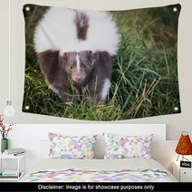 Picture Of A Skunk In The Grass Wall Art 71839733