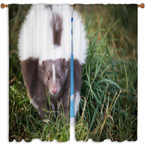 Picture Of A Skunk In The Grass Window Curtains 71839733