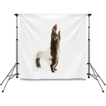 Picture Of A Skunk Standing On Its Hind Legs Backdrops 71839740