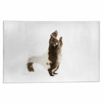 Picture Of A Skunk Standing On Its Hind Legs Rugs 71839740