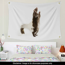Picture Of A Skunk Standing On Its Hind Legs Wall Art 71839740