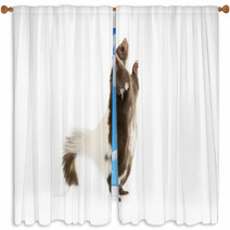 Picture Of A Skunk Standing On Its Hind Legs Window Curtains 71839740