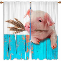 Pig Chews Natural Food. Ears Of Wheat. Comic Collage Window Curtains 57453992