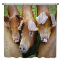 Pig Farm In Highland Scotland Bath Decor 70405079