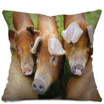 Pig Farm In Highland Scotland Pillows 70405079