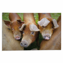 Pig Farm In Highland Scotland Rugs 70405079