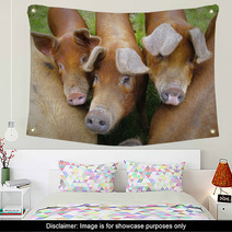 Pig Farm In Highland Scotland Wall Art 70405079