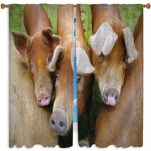 Pig Farm In Highland Scotland Window Curtains 70405079