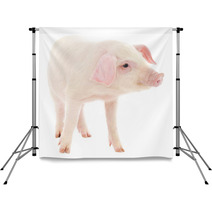 Pig On White Backdrops 63357920