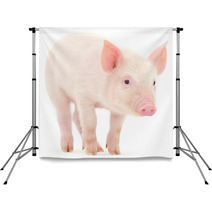 Pig On White Background Backdrops 69642828