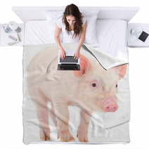 Pig On White Background Blankets 69642828