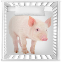 Pig On White Background Nursery Decor 69642828