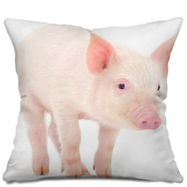 Pig On White Background Pillows 69642828