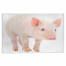 Pig On White Background Rugs 69642828