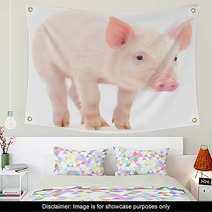 Pig On White Background Wall Art 69642828
