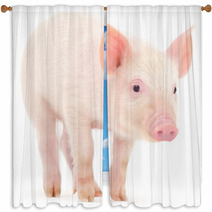 Pig On White Background Window Curtains 69642828