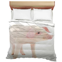 Pig On White Bedding 63357920