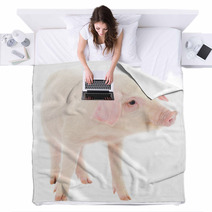 Pig On White Blankets 63357920