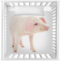 Pig On White Nursery Decor 63357920