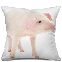 Pig On White Pillows 63357920