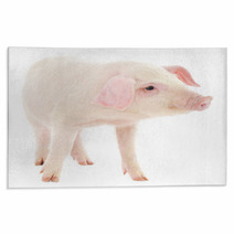 Pig On White Rugs 63357920