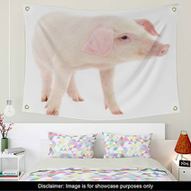 Pig On White Wall Art 63357920