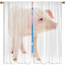 Pig On White Window Curtains 63357920