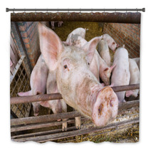 Pigs Bath Decor 56218341